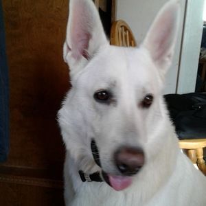 Meet your Posher, Alanna